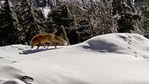 Watch: Rare, endangered fox caught on camera in California national park